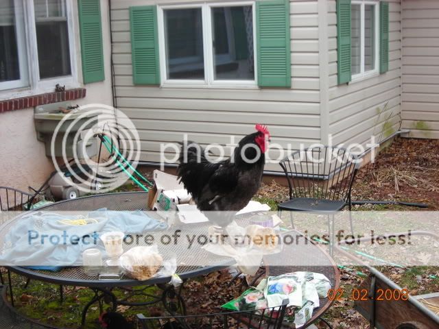 DSCN0941.jpg
