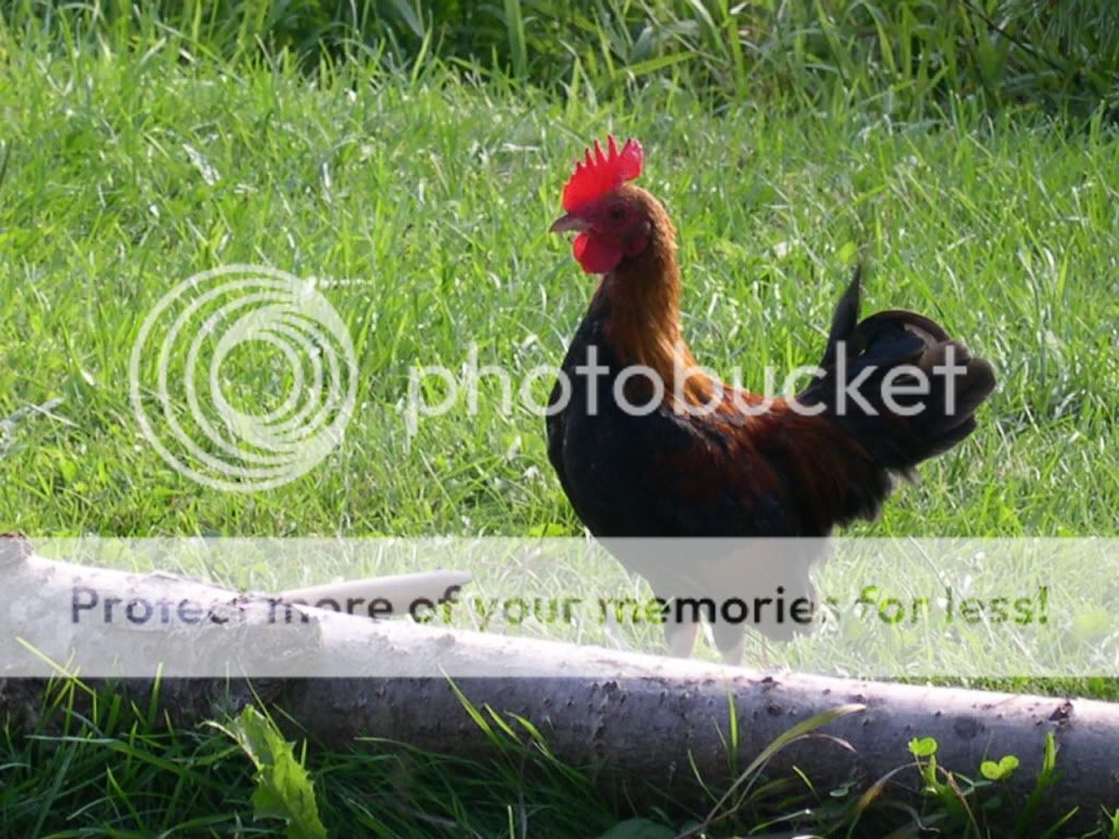chickensandcraigslist121.jpg