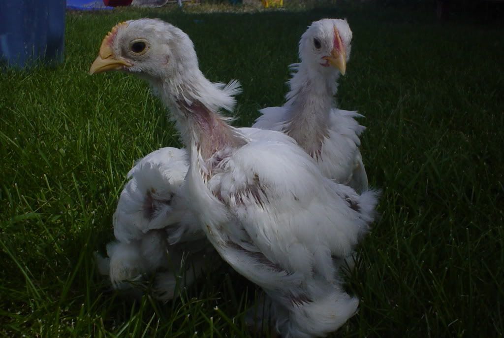 chickenpics010.jpg