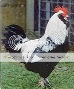 ClearFaverolle.jpg