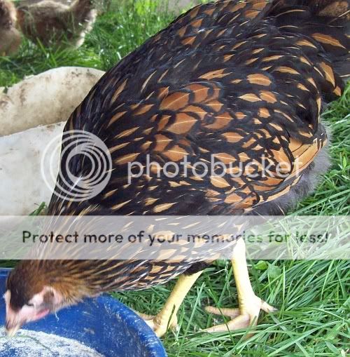 meanhen.jpg