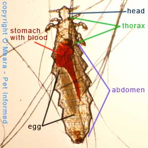 lice-pictures-sucking-mice.jpg