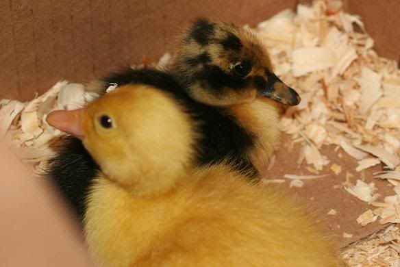 duckies3.jpg