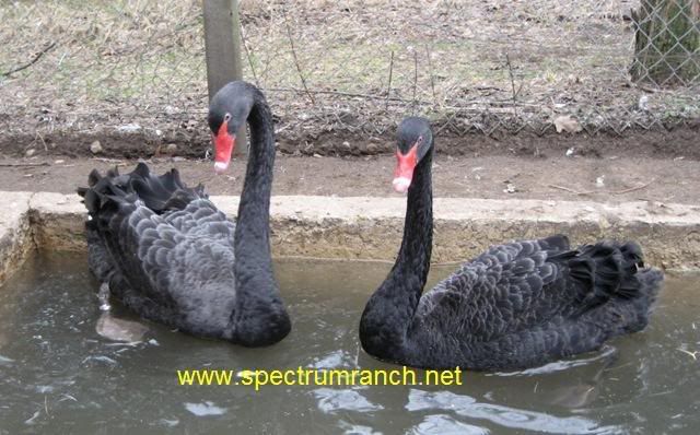 BlackSwanprsr.jpg