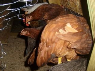 Chickens005.jpg