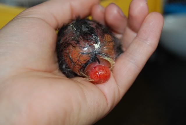 chicks083.jpg