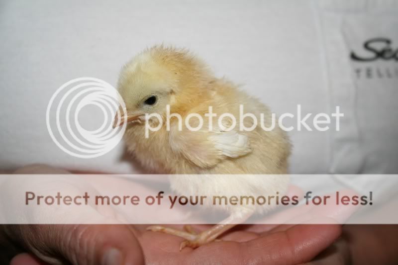 mystchick1.jpg