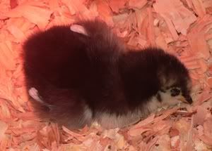 BAchicks002.jpg