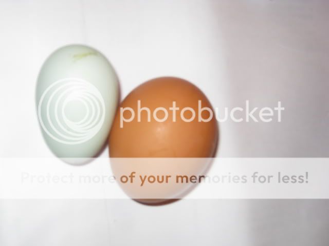 greenegg002.jpg