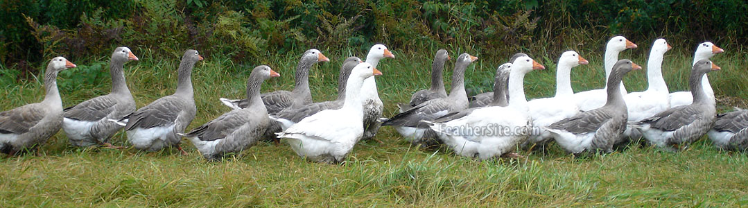 PilgrimFlockWalk.JPEG