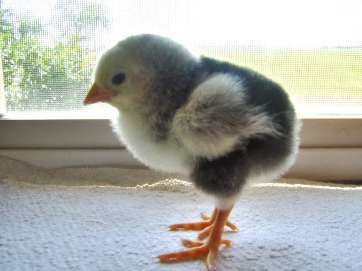 fancychicks1dayold033.jpg