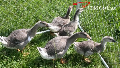 geese1.jpg