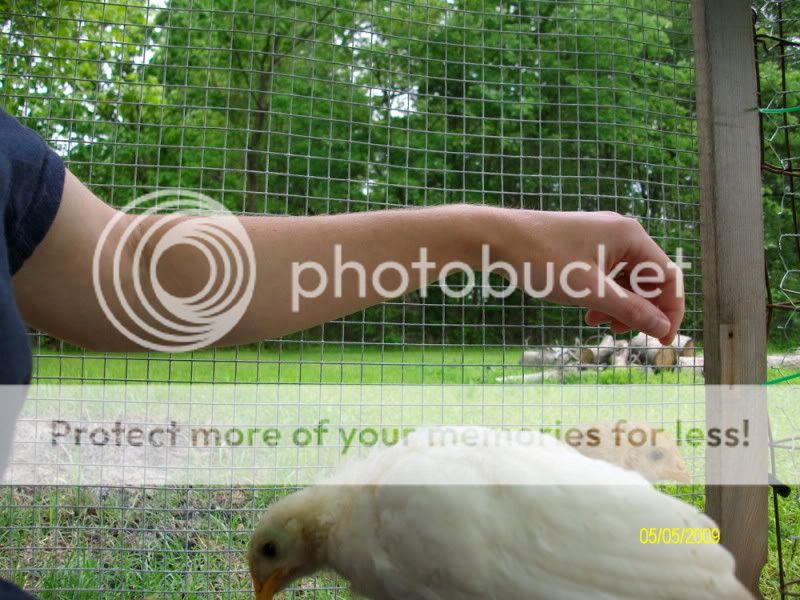 Chicksday25004.jpg