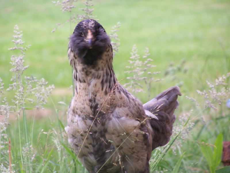 june12outwithchickens244.jpg