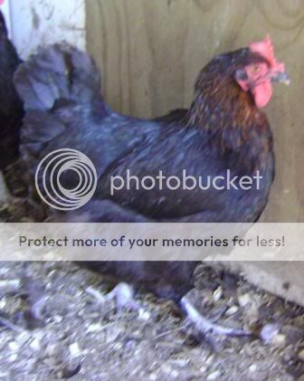 hens2.jpg