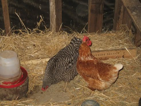 chicks006-1.jpg