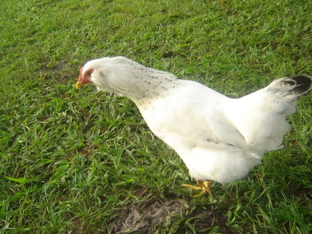 chickens004.jpg