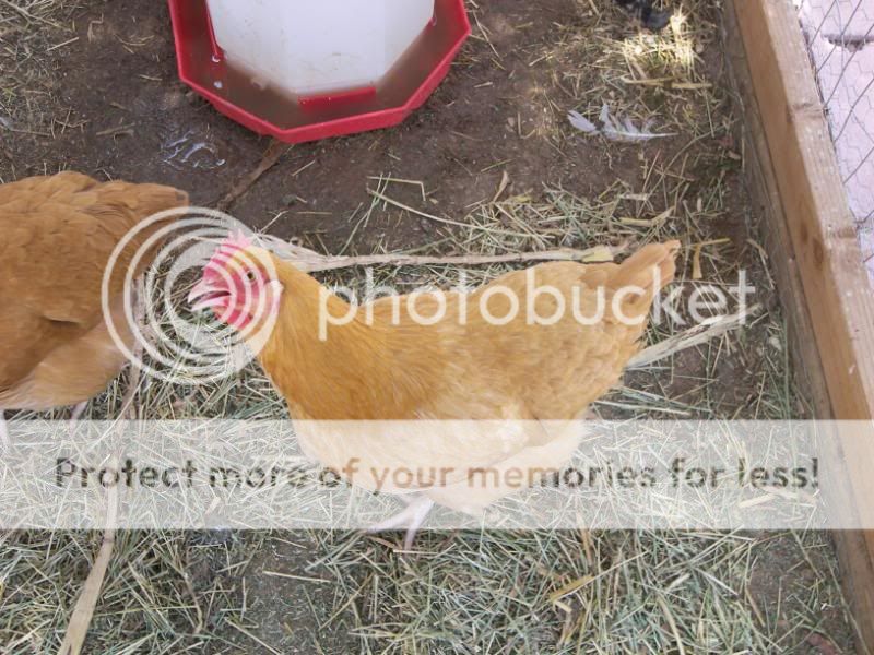 pets002-1.jpg