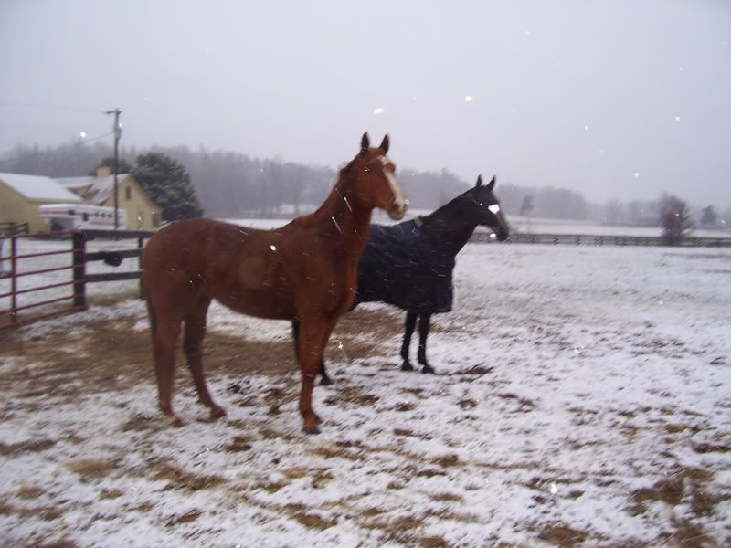 snow08025.jpg