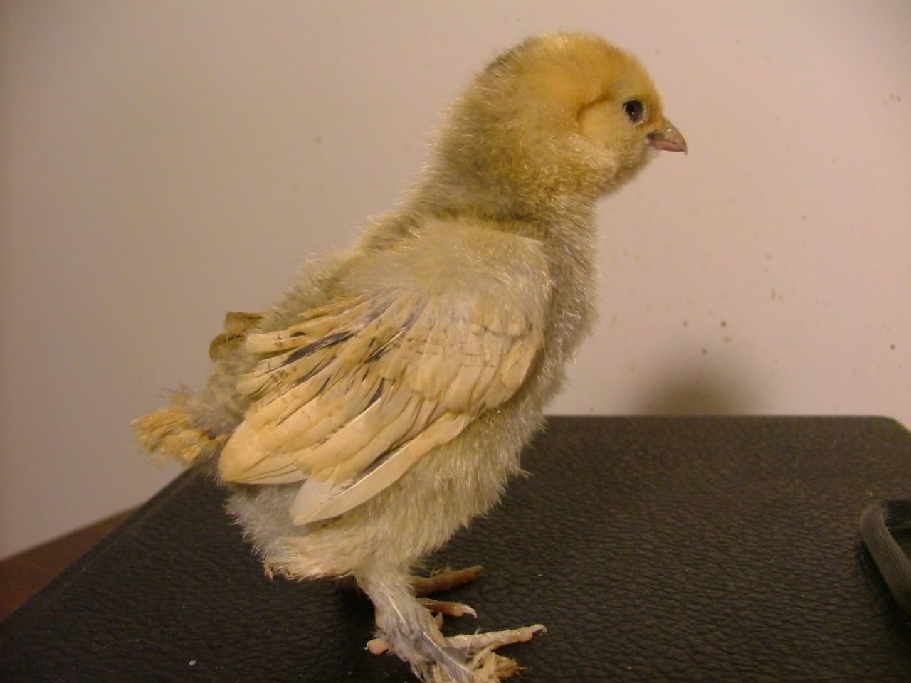 DSCF4516.jpg