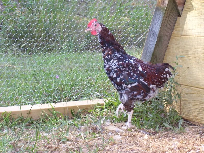 Chicks017-1.jpg