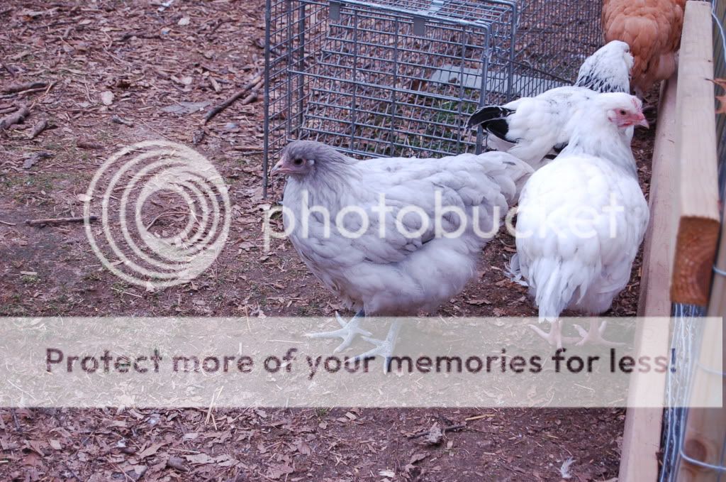 evenmorechicks742.jpg