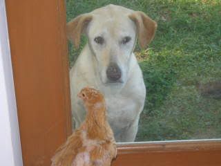 newchickenpics016.jpg