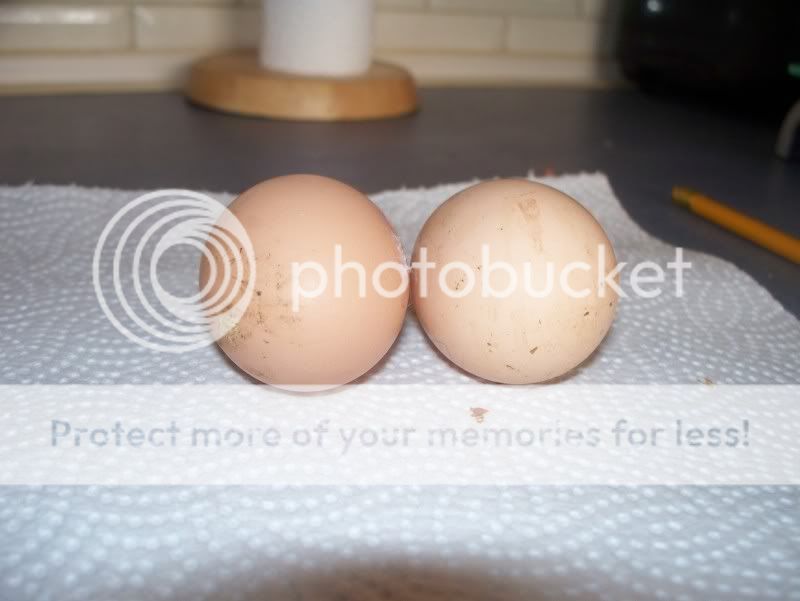 1stegg1002.jpg