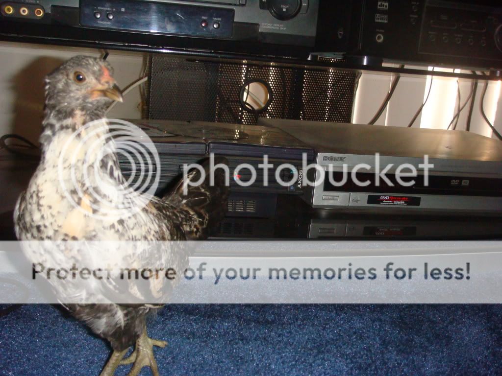 yvette069.jpg