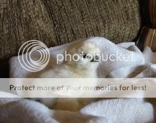 chicks165.jpg