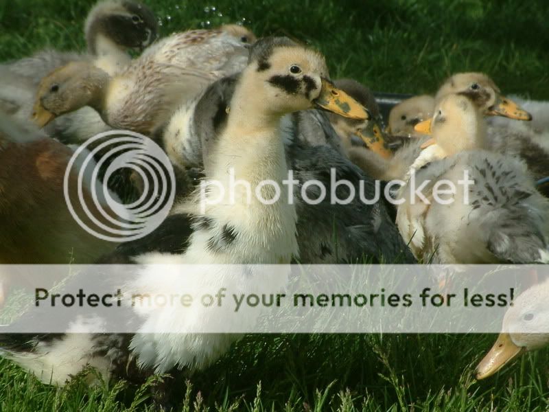 May2008235.jpg