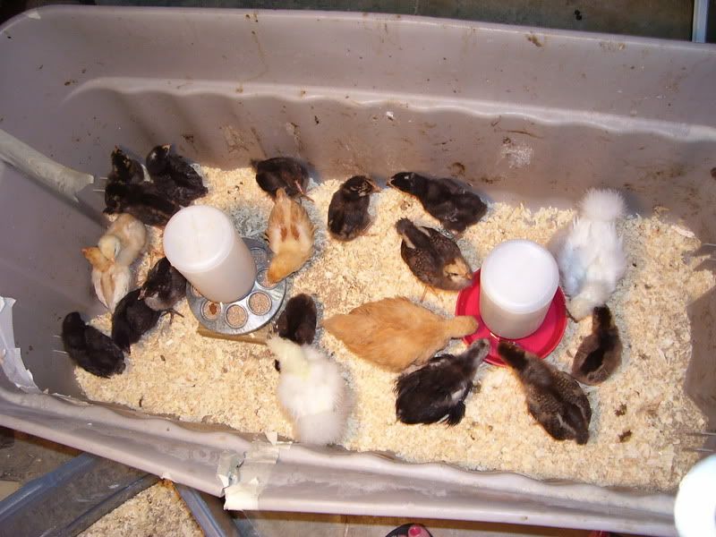 Chicks2012.jpg