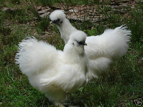900x600px-LL-261b9ed1_Silkies.jpeg