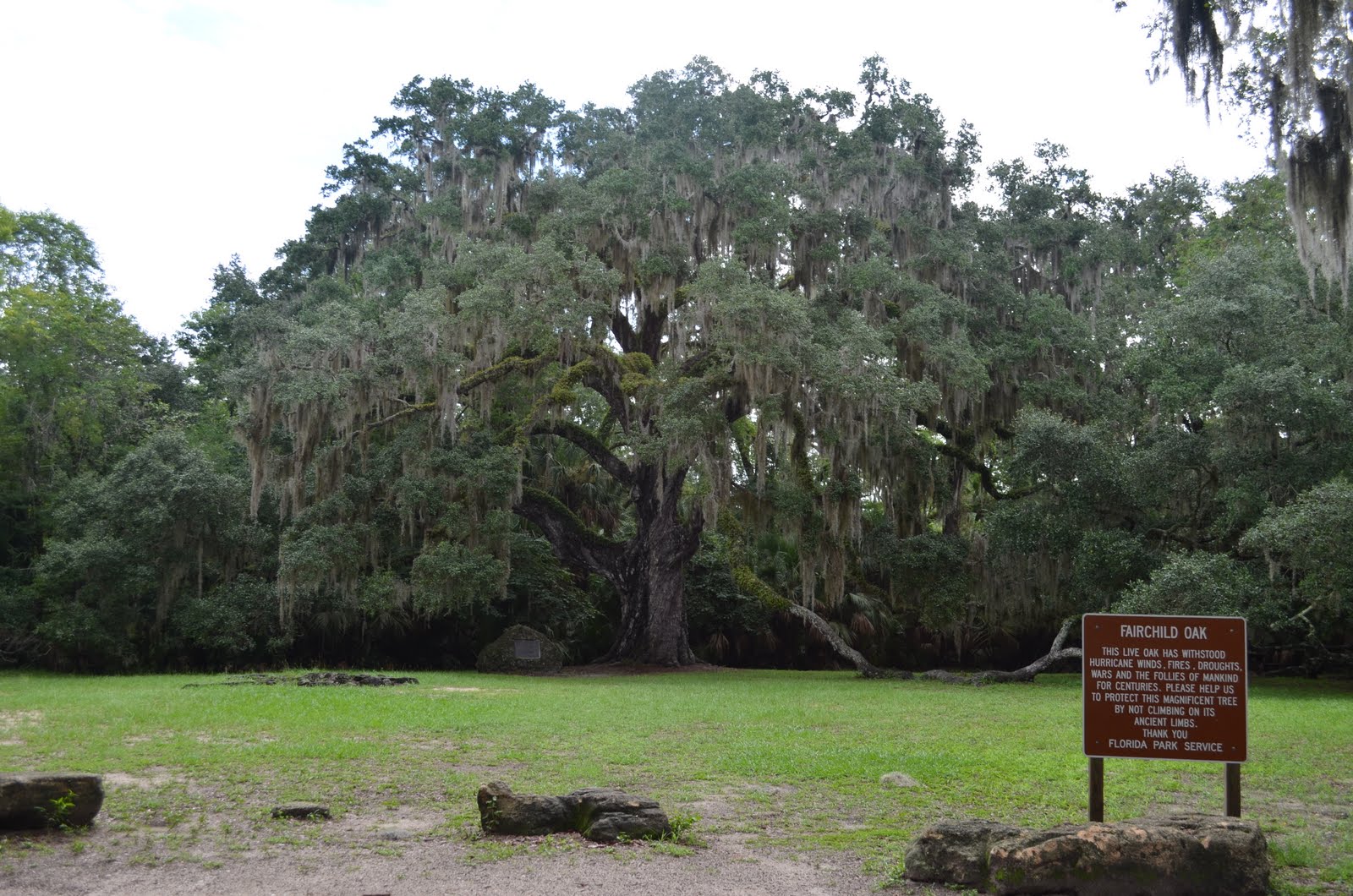 fairchild+oak.JPG