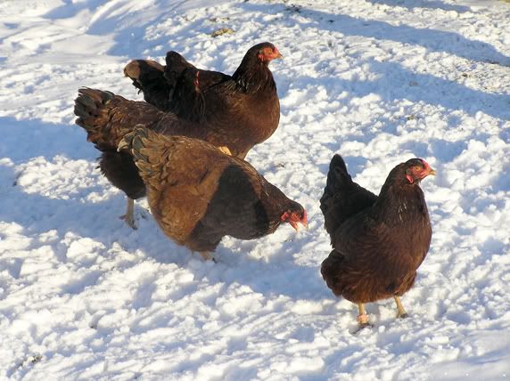 Hens1.jpg