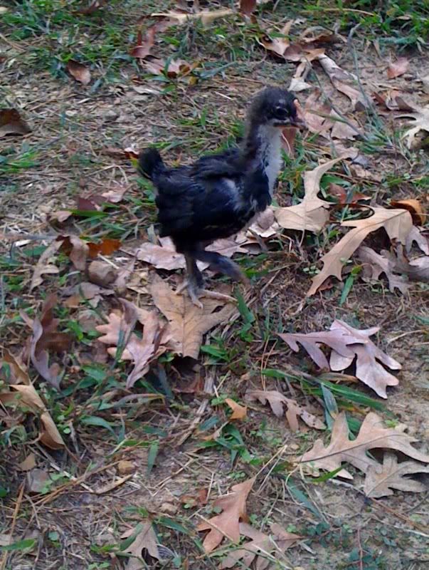 chickchick3.jpg