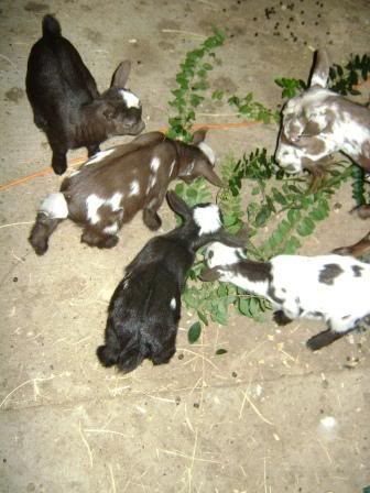 goatfamily1.jpg