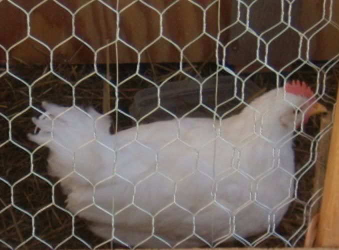 chicken.jpg