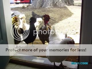 chickens001.jpg