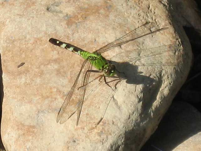 GreenDragon082209.jpg