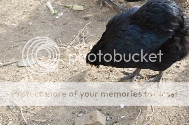 araucana2020.jpg
