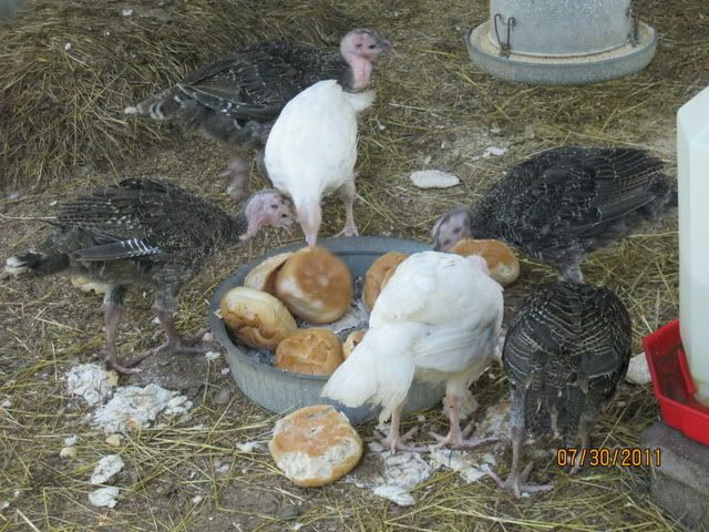 meatbirds032.jpg