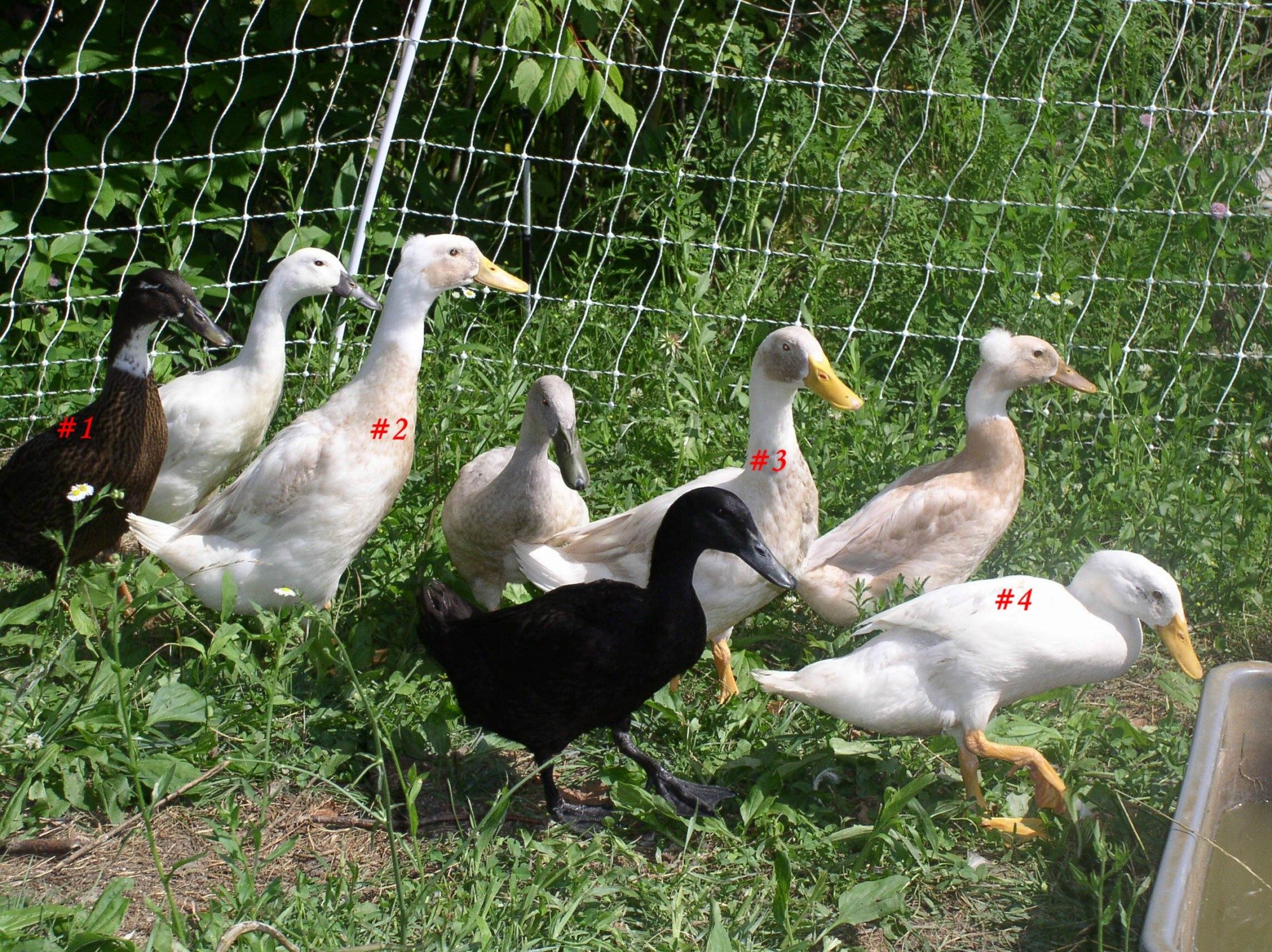 900x900px-LL-1f748926_ducks061212.jpeg