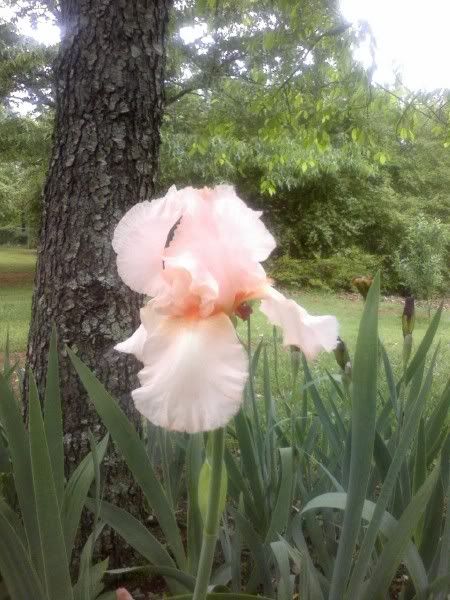 Iris009.jpg
