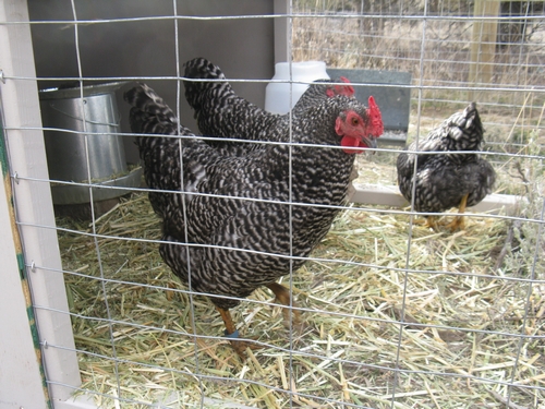 pullets_19.jpg