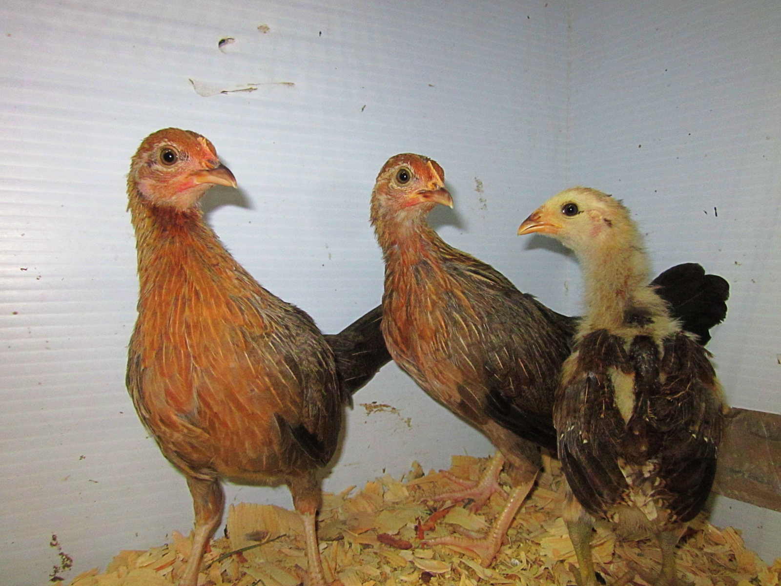 junehousechicks.JPG