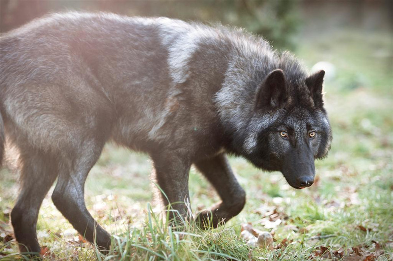 shado_%20male_gray_wolf.jpg