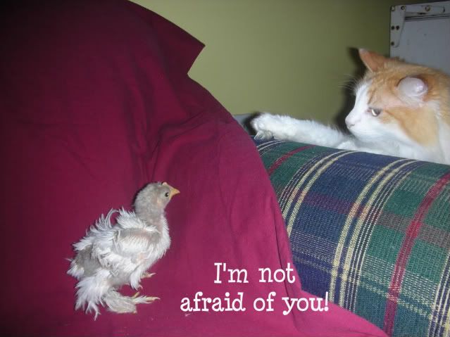 NewerChickens2016-2.jpg
