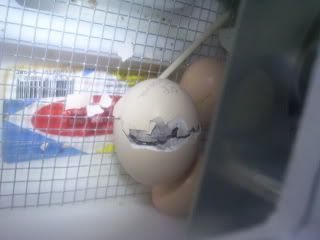 hatching12-6-07006.jpg