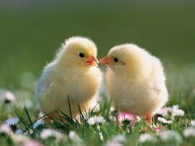 pairofbabychicks.jpg